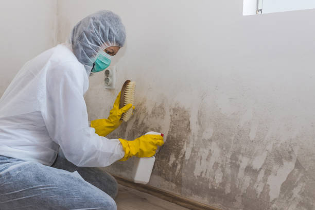 Best Residential Mold Inspection & Testing  in Middleport, NY